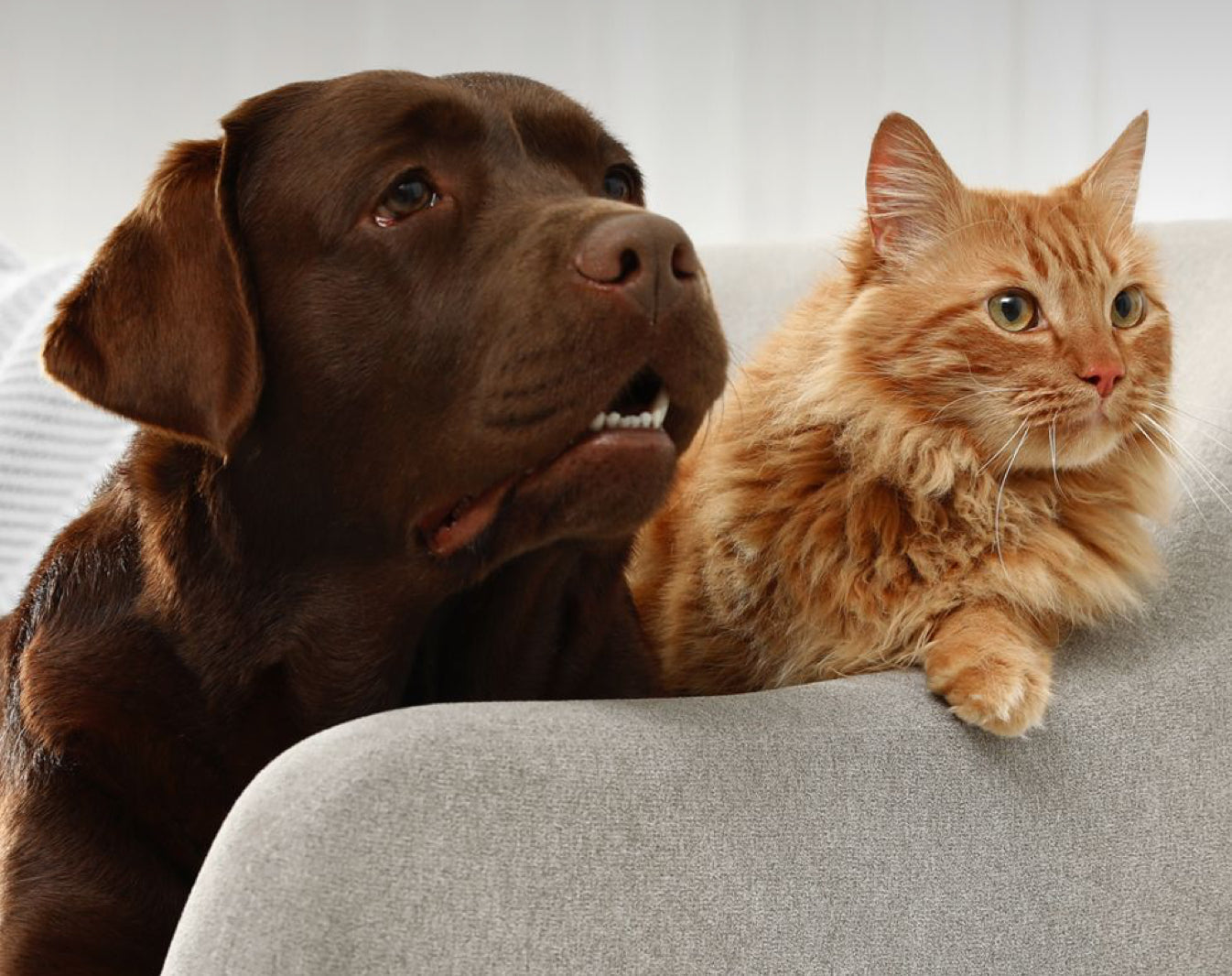 PET-ESSENTIALS